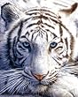 White Tiger Animal Photography Poster Print 16x20