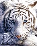 White Tiger POSTER siberian safari wild animal cute - 16