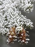 IMAGE OF Douglas-Fir Cones and Needles, Pseudotsuga Menziesii, with Hoarfrost on a Cold Morning, Western USA Photographic Poster Print by Don Grall, 12x16