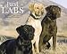 Books : Just Labs 2009 Calendar (Just)