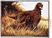 Irish Setter Throw - 53 x 70 Blanket/Throw