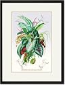 Black Framed/Matted Print 17x23, Ornamental Foliage Plants