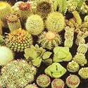 Cactus cacti variety mix 50 seeds