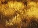 Tufts of Spinifex Grass Catching the Golden Light at Sunset Photographic Poster Print by Jason Edwards, 24x32