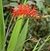 Crocosmia 'Lucifer' - Montbretia