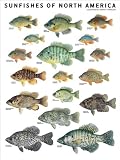 Sunfishes of North America