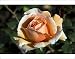 Photographic Prints of Hybrid tea rose (Rosa Just Joey) from Science Photo Library