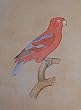 Paper Paintings Miniature Art Drawings with Water Color 7.25 x 9.5 inches (mbird005)