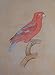Paper Paintings Miniature Art Drawings with Water Color 7.25 x 9.5 inches (mbird005)