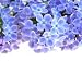 Lilac Flower - 36