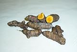 Indian Spice Fresh Yellow Turmeric Root 16oz