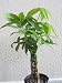 9GreenBox - Rare Mini Pachira Five Braided Tree Bring Luck Pachira Houseplant Bonsai