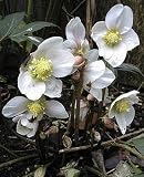 White Christmas Rose Helleborus 15 Seeds-Shade Perennial