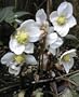 White Christmas Rose Helleborus 15 Seed-Shade Perennial