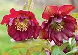 Amazon / Hirts: Helleborus: Berry Swirl Lenten Rose - Helleborus - Shade Perennial
