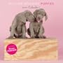 William Wegman Puppies 2010 Wall Calendar