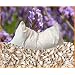 Bio Dinkel-Lavendel Kissen 40 x 80 cm wei�