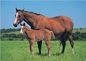 Horse & Foal poster 61x92 cm