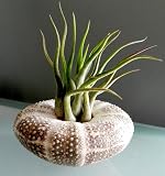 Hinterland Trading Air Plant Tillandsia Mini Medusa Sea Urchin Shell Terrarium Kit Beautiful Houseplant or Beach Wedding Favor
