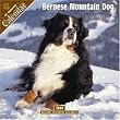 Bernese Mountain Dog 2008 Wall Calendar