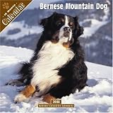 Bernese Mountain Dog 2008 Wall Calendar; ISBN: 1846622476; by: <b>Pet Prints</b>