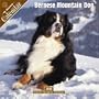 Bernese Mountain Dog 2008 Wall Calendar