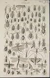 POPULAR ENCYCLOPEDIA ENTOMOLOGY BEETLES BEES INSECTS