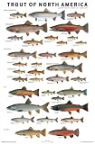 The Trout of North America