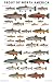 The Trout of North America