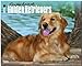 For the Love of Golden Retrievers 18-Month 2015 Calendar