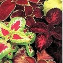 Coleus Rainbow Mix - Solenostemon scutellarioides - 250 Seeds
