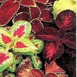 Coleus Rainbow Mix - Solenostemon scutellarioides - 250 Seeds