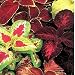 Coleus Rainbow Mix - Solenostemon scutellarioides - 250 Seeds