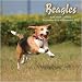 Beagles 2010 Wall Calendar