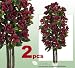 TWO 6' Burgundy Magnolia Real Wood Trunks Artificial Trees each with approx. 35 flowers 21 buds