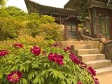 Seoul Searching A Year In South Korea 51a9QyqwykL. SL160