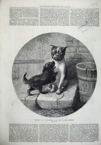 1872 Bothered Bottomley Dudley Puppy Dogs Playing Art