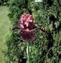 Pass the Wine German Bearded Iris Rhizome - New