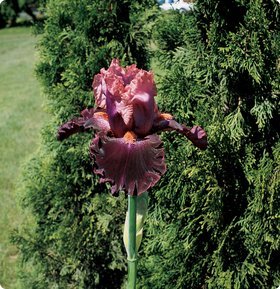 Bearded Iris