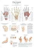 Lehrtafel Die Hand
