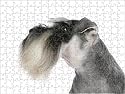 Prints of Dog - Miniature Schnauzer from Ardea