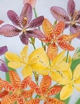 Leopard Plant 20 Seeds