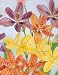 Blackberry Lily 20 Seeds