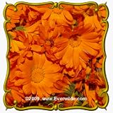 English Marigold (Calendula officinalis) Jumbo Wildflower Seed Packet - 1000 Seeds