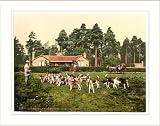 Royal Staff College drag hounds Camberley England, c. 1890s, (S) Library Image 51aAGTP1r L. SL160 Royal Staff College drag hounds Camberley England, c. 1890s, (S) Library Image