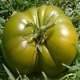 Grüne Fleischtomate - mildes Aroma - bis 1 kg schwer - Emerald evergreen - 10 Samen