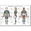 Exercise and Muscle Guide (Male)