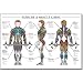 Algra Men's Exercise & Muscle Guide
