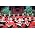 Thumbnail image of Cambridge Choir of King's College