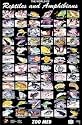 Zoo Med World of Reptiles and Amphibians Poster
